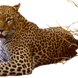 Jaguar PNG