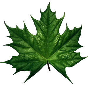 Green leaf PNG