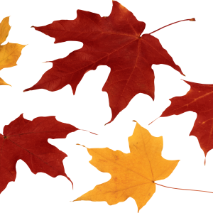 autumn PNG leaf
