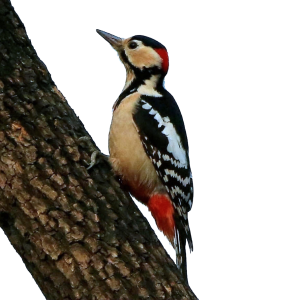 Woodpecker PNG