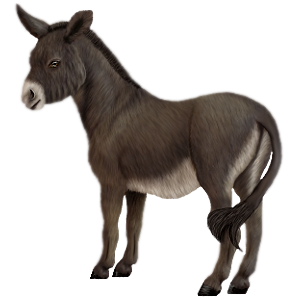 Donkey PNG