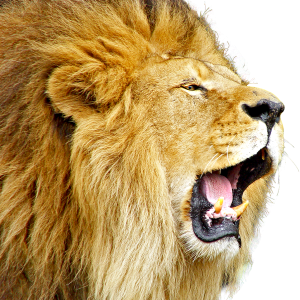 Lion PNG