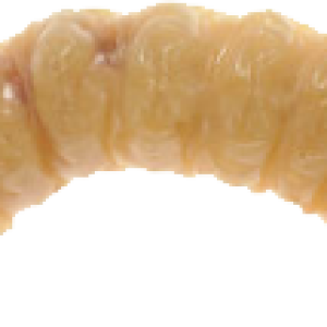 Maggot PNG