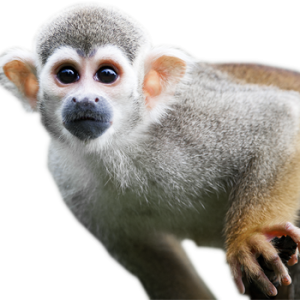 Monkey PNG