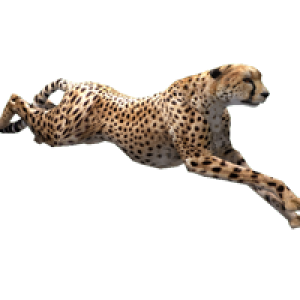 Cheetah PNG