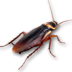 Roach PNG