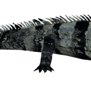 Iguana PNG
