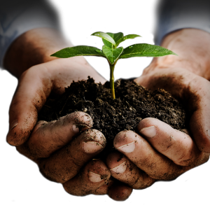 Soil in hands PNG