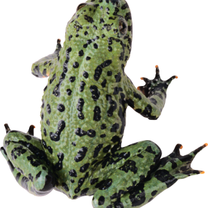 frog PNG image