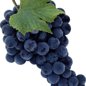 Grape PNG image download, free picture