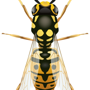 Wasp PNG