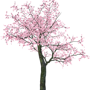 Sakura PNG