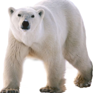 Polar white bear PNG