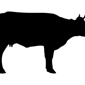 cow PNG