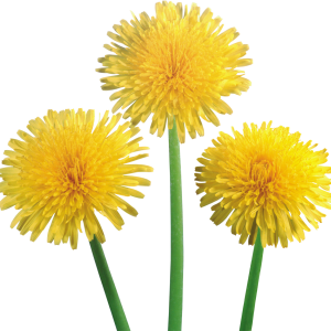 Dandelions PNG