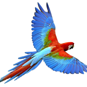 Flying parrot PNG images, free download