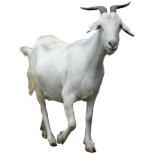 Goat PNG