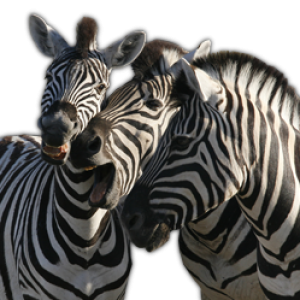 Zebra PNG image