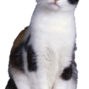 Cat PNG