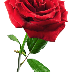 Rose PNG