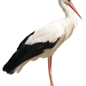 Stork PNG