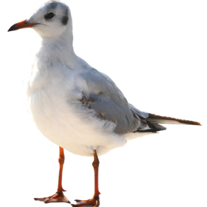 Gull PNG