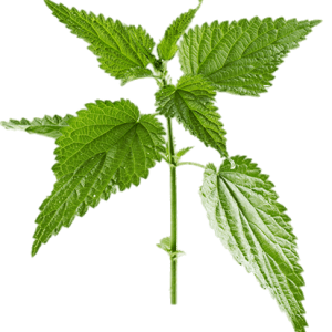Nettle PNG