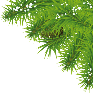 Fir-tree PNG image