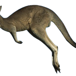 Kangaroo PNG