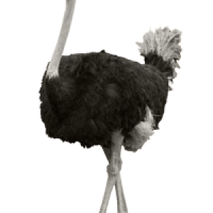 Ostrich PNG