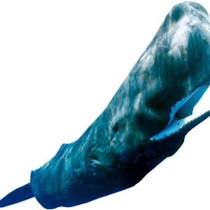 Sperm whale PNG