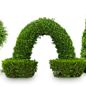 Bushes PNG image