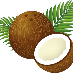 Coconut PNG image