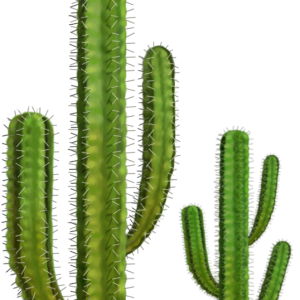 Cactus PNG image
