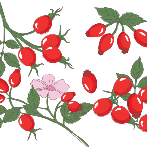 Rose hip PNG