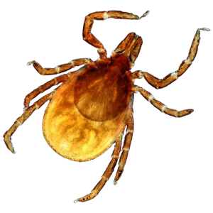 Tick insect PNG
