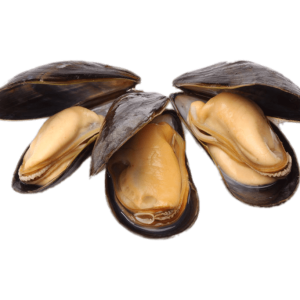 Mussel PNG