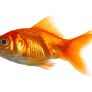 Goldfish PNG