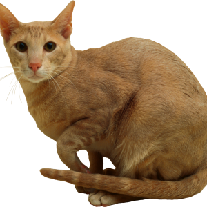 Cat PNG