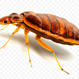 Bed bug PNG