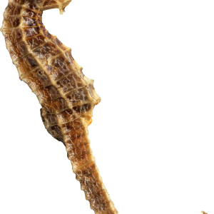 Seahorse PNG