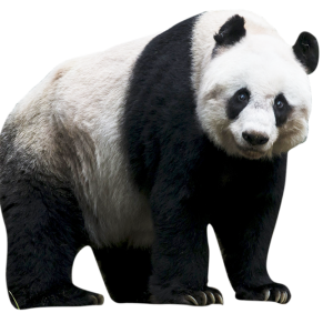 Panda PNG