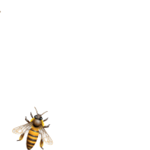 Bee PNG