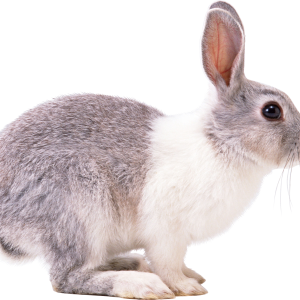 Rabbit PNG image
