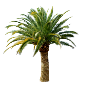 Palm tree PNG