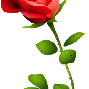 Rose PNG