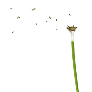 Dandelion PNG