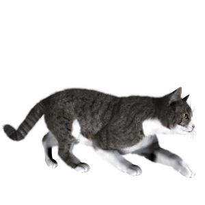 sneaking cat PNG