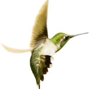 Hummingbird PNG