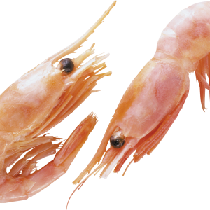 Shrimps PNG
